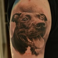 Unglaubliches 3D sehr detailliertes lustiges Schulter Tattoo mit Hundeporträt
