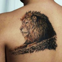 Lion face tattoo on tree on back