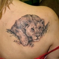 Lioness at rest tattoo on shoulder blade