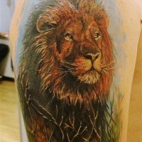Lovely colorful lion in a thicket tattoo on arm
