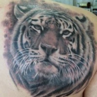 Magnificent detailed steady looking tiger portrait tattoo on shoulder