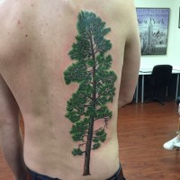 Magnificent giant naturally colored pine tree tattoo on back