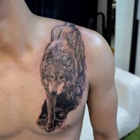 Massive detailed super realistic wolf tattoo on chest and shoulder