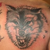 Muzzle of a wolf on his shoulder