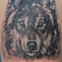 Tatuaje en el brazo, lobo descolorido