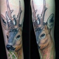Natural looking colored arm tattoo of sweet looking deer