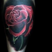 Natürlich aussehendes farbiges Unterarm Tattoo mit realistischer roter Rose