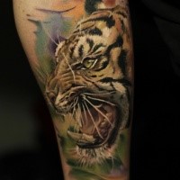 Natural looking colored forearm tattoo of big roaring tiger