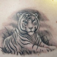 Natural looking very beautiful white tiger tattoo