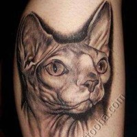 Natürlich aussehendes sehr detailliertes Arm Tattoo von Sphynx Katze
