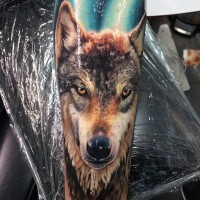 Tatuaje en el antebrazo, lobo atento impresionante muy realista