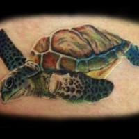 Nice coloured turtle tattoo