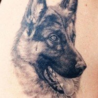 Nice german shepherd tattoo on shoulder