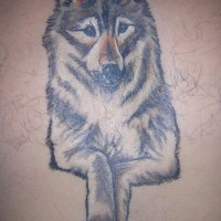 Joli loup gris avec le tatouage de la tête et des pattes