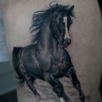 bel cavallo scuro  in esecuzione tatuaggio