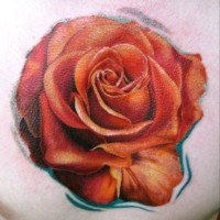 Hübsches megarealistisches Tattoo mit roter Rose
