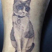 Velho olhando tatuagem de perna de estilo de ponto do gato bonito com olhos azuis