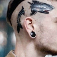 Old school style colored crazy shark into skull tattoo