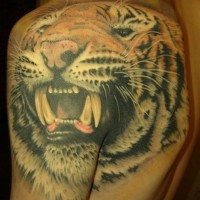 Original painted big colored roaring tiger tattoo on shoulder