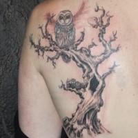 Tatuaje en el omóplato de búhos en un árbol.