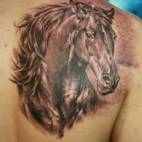 Photo Realistic horse tattoo on shoulder blade