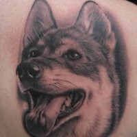 Porträt des Deutschen Schäferhundes Tattoo sieht aus wie echtes