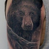 Portrait of a black bear tattoo on shoulder