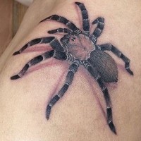 Real photo like big colored jungle spider tattoo on shoulder