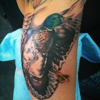 Realism style colored arm tattoo of flying wild duck