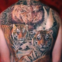 Realism style colored back tattoo of big tiger family