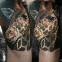 Realism style colored biceps tattoo of giraffe head