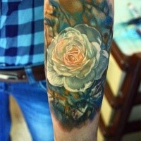 Realism style colored forearm tattoo of beautiful white rose