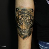 Realism style colored forearm tattoo of tiger
