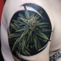 Realismus Stil farbige Schulter Tattoo mit Cannabispflanze