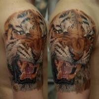 Realism style colored shoulder tattoo of roaring tiger