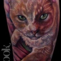 Realism style colored shoulder tattoo of cat portrait