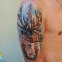 Realism style colored shoulder tattoo of old deer