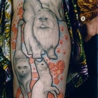 Realism style colored sleeve tattoo of funny cats