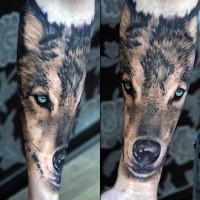 Realism style colored very detailed forearm tattoo of wolf head