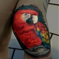 Realism style lifelike colored tattoo of beautiful parrot