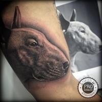 Realismus Stil sehr detailliertes Bizeps Tattoo mit Hundeportrait