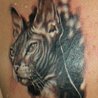 Realistic 3d portrait of a sphinx cat tattoo