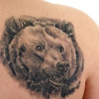 Realistischer Bärenkopf Tattoo am Schulterblatt