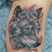 Realistic gray wolf face tattoo- on inner muscles
