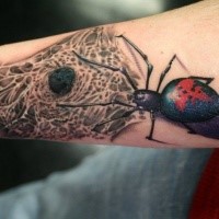 Realistisch aussehend farbiger Unterarm Tattoo des großen Spinne mit Netz