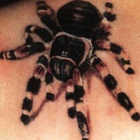 Realistic tarantula spider tattoo