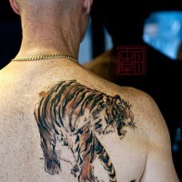 Roaring Asian style naturally colored tiger on man's shoulder blade