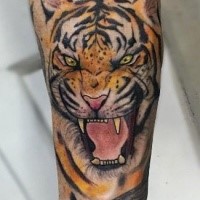 La cabeza del tigre rugiente detalla el tatuaje colorido del antebrazo