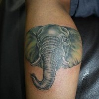 Simple big colored and detailed elephant head tattoo on leg