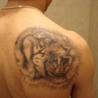 Snarling tiger head tattoo on shoulder blade
